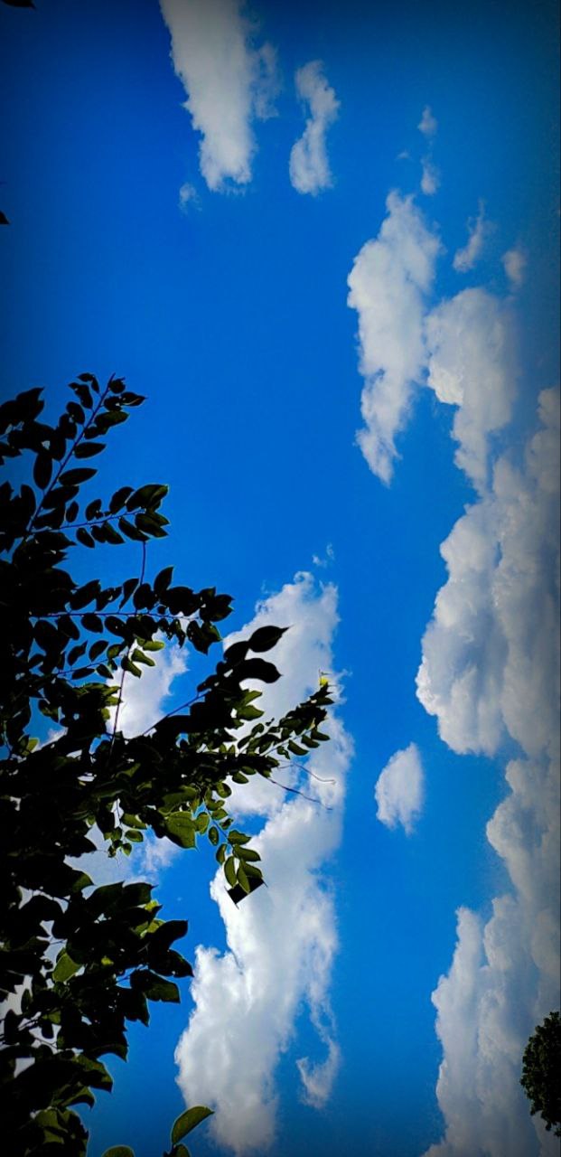 a tree with blue sky and clouds
